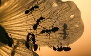 Bez upotrebe jakih hemikalija: Ovaj prirodni insekticid mravi preziru